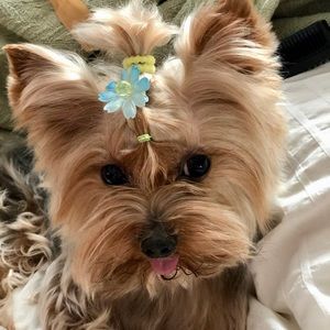 Meet your Posher, Deaubery